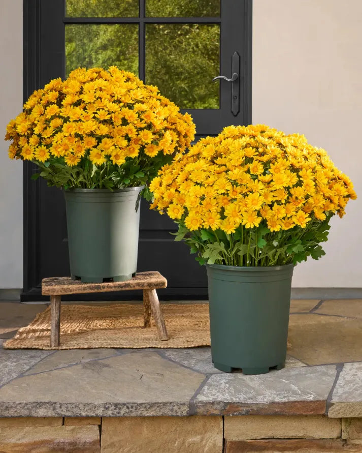 đ„Last Day Each- Artificial Outdoor Sunset Mums Flowers - Waterproof, Windproof
